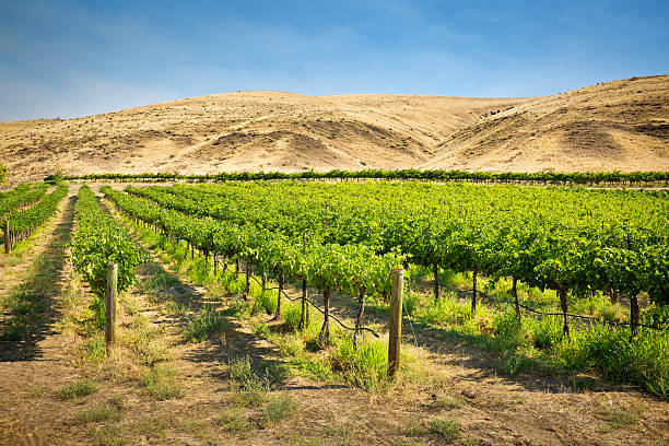Washington Fall Wine Tour – September 24-27, 2025
